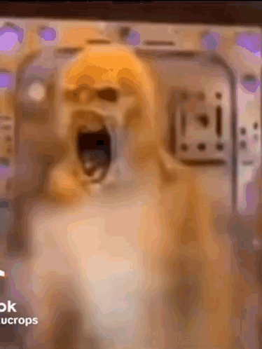 Dog With Open Mouth And Ok Ucrops GIF