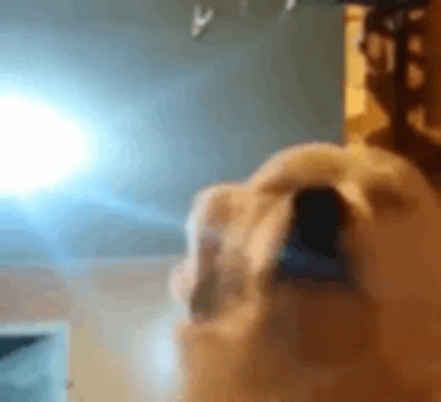 Dog with Open Mouth Close Up