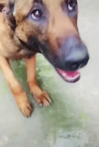 Dog With Open Mouth Close Up GIF
