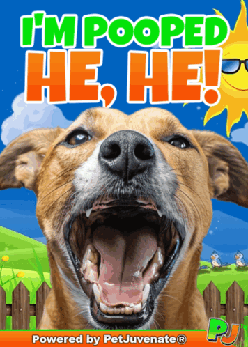 Dog with Open Mouth Saying Im Pooped