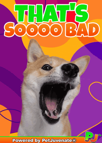 Dog with Open Mouth Saying So Bad