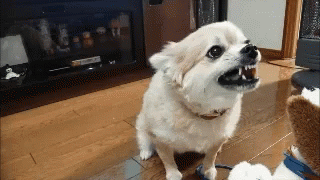 Dog With Open Mouth Showing Teeth