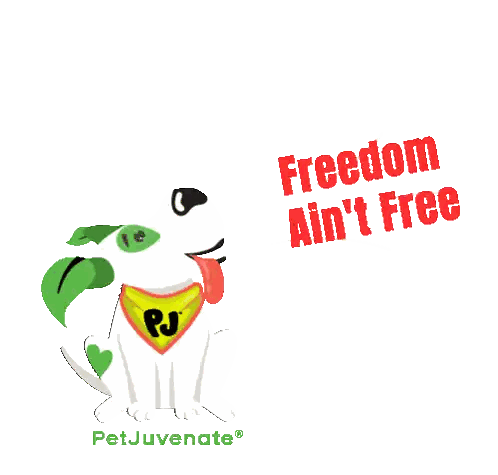Dog with PJ Bandana