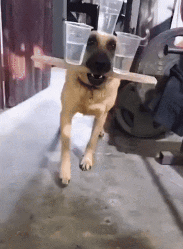 Dog With Plastic Cups on Head and Stick in Mouth