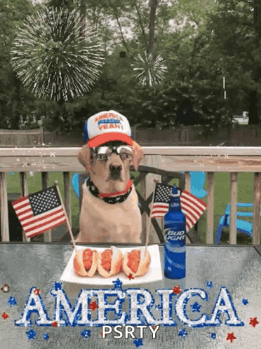 Dog With Plate of Food and Bud Light