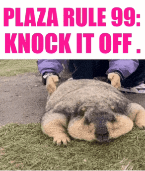 Dog With Plaza Rule 99 Knock It Off GIF
