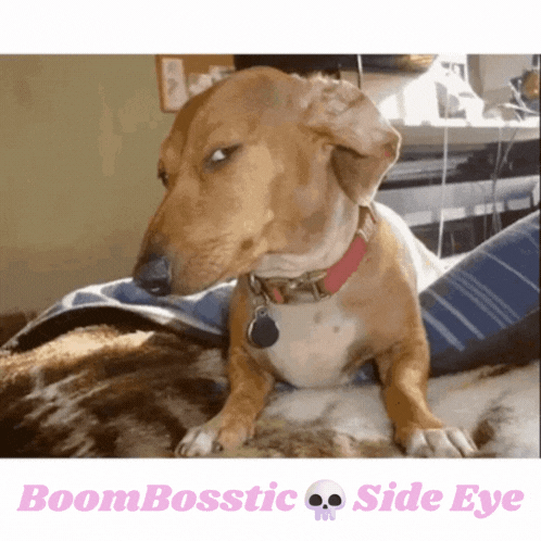 Dog With Red Collar Laying on Bed Saying Boombosstic Side Eye