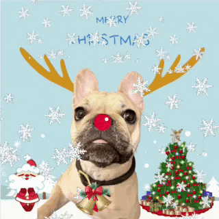 Dog with Reindeer Antlers and Red Nose