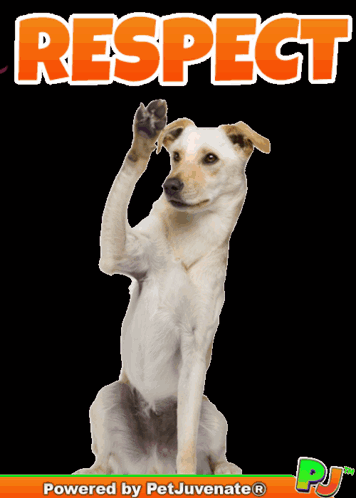 Dog with Respect Text