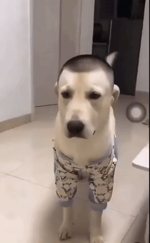 Dog With Shaved Head Wearing Pants GIF