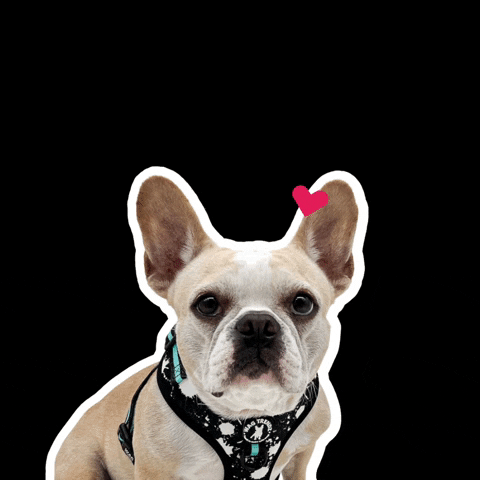 Dog With Small Floating Heart Love GIF