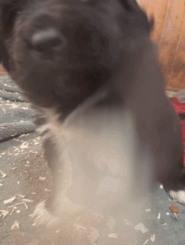 Dog With Smoke From Mouth
