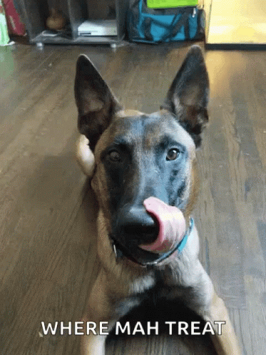 Dog With Sock Saying Where Mah Treat