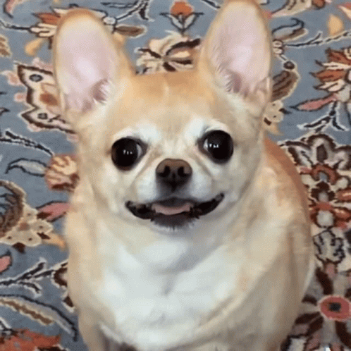 Dog With Stack of Rice Cakes on Head