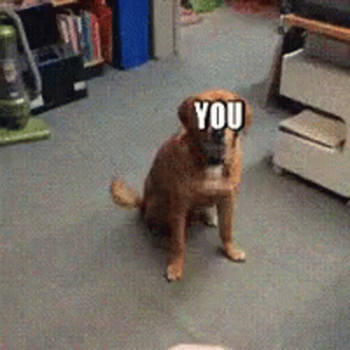 Dog With Sticker Saying You