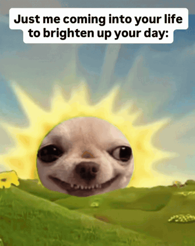 Dog With Sun Background Just Me Coming Into Your Life to Brighten Up Your Day