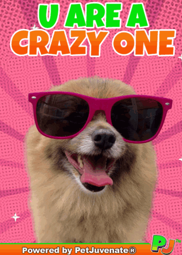 Dog With Sunglasses U Are a Crazy One
