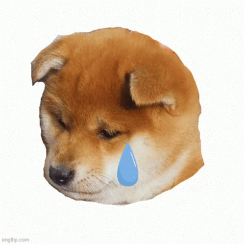 Dog With Tear Coming Out of Eye