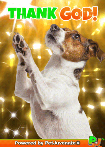 Dog With Thank God GIF