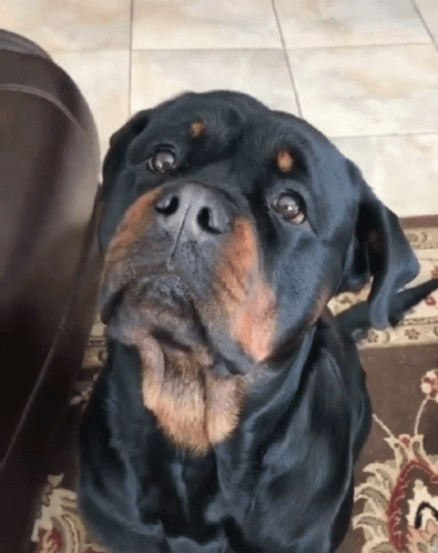 Dog With Tongue Hanging Out
