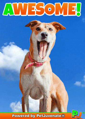 Dog with Tongue Out Saying Awesome