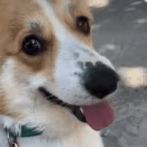 Dog With Tongue Out