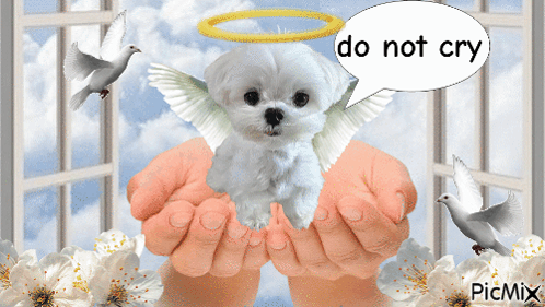 Dog With Wings Saying Do Not Cry