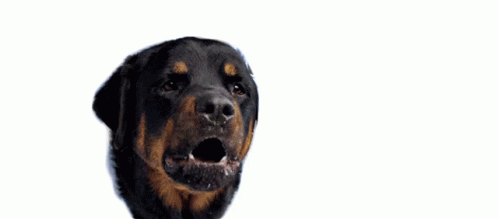Dog With Woman's Lips Lipstar