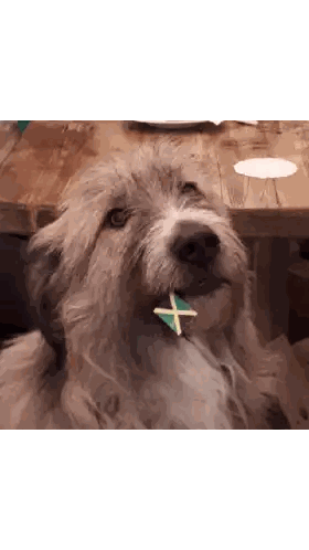 Dog with X in Mouth Looking Up