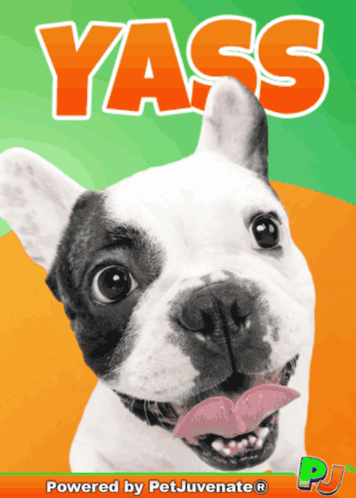 Dog With Yass Text