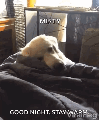 Dog Wrapped In Blanket Good Night GIF