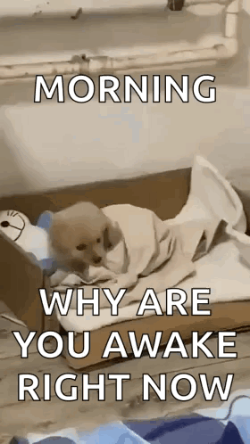 Dog Wrapped in Blanket on Cardboard