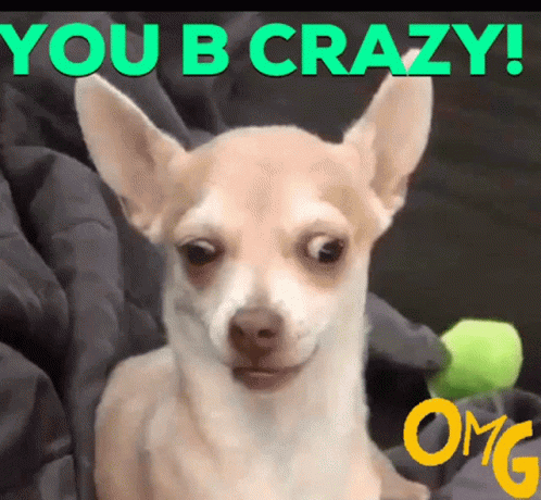 Dog You Crazy GIF