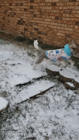 Dog Zoomies 2 Dogs Chasing Each Other GIF