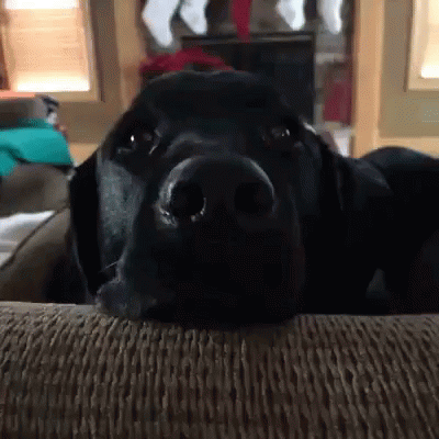 Dog Zoomies Acting Silly Face GIF