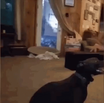 Dog Zoomies Burst Of Energy GIF