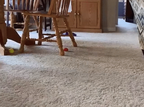 Dog Zoomies Burst Of Excitement GIF