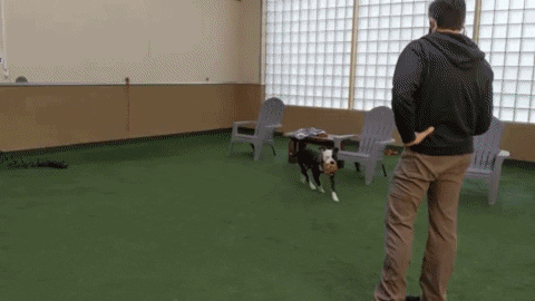 Dog Zoomies Burst Of Pure Canine Energy GIF