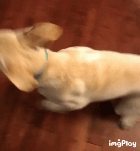 Dog Zoomies Catching Own Tail GIF