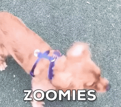 Dog Zoomies Chaotic Display GIF
