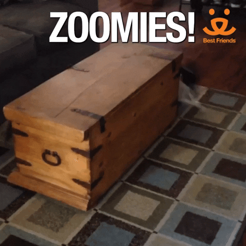 Dog Zoomies Chased By Cat GIF