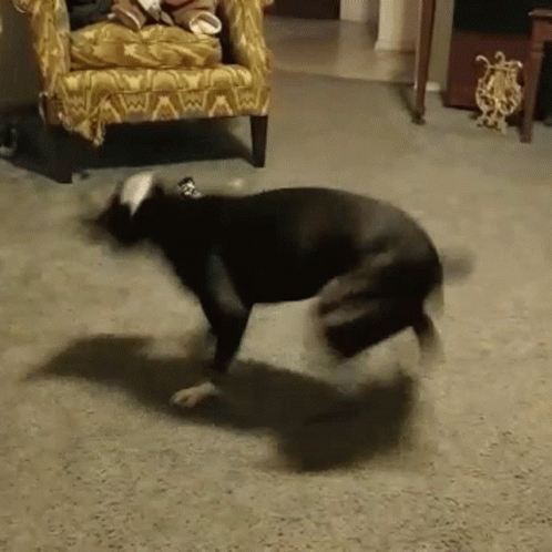 Dog Zoomies Circling Around GIF