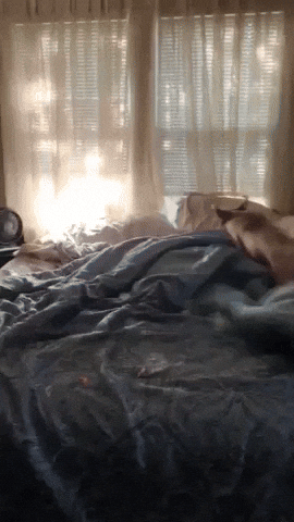 Dog Zoomies Fun Way To Exercise GIF