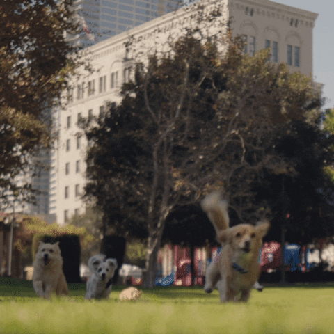 Dog Zoomies Having Fun At Park GIF