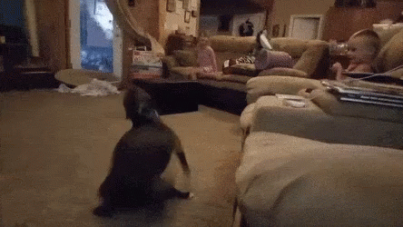 Dog Zoomies Hilarious Sight GIF