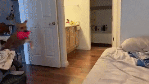 Dog Zoomies Jumping And Playing GIF