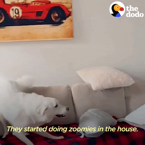 Dog Zoomies Living Their Best Life GIF