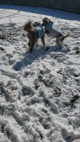 Dog Zoomies Loves Playing With Snow GIF