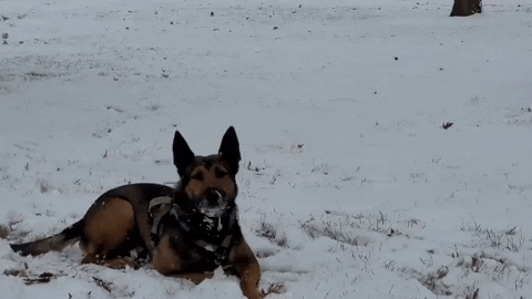 Dog Zoomies Loving The Coldness Of Snow GIF