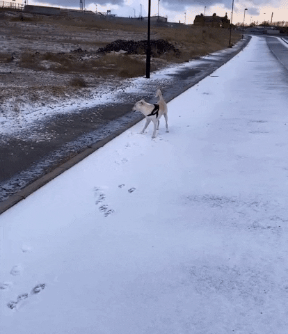 Dog Zoomies Moment Of Joy In Snow GIF